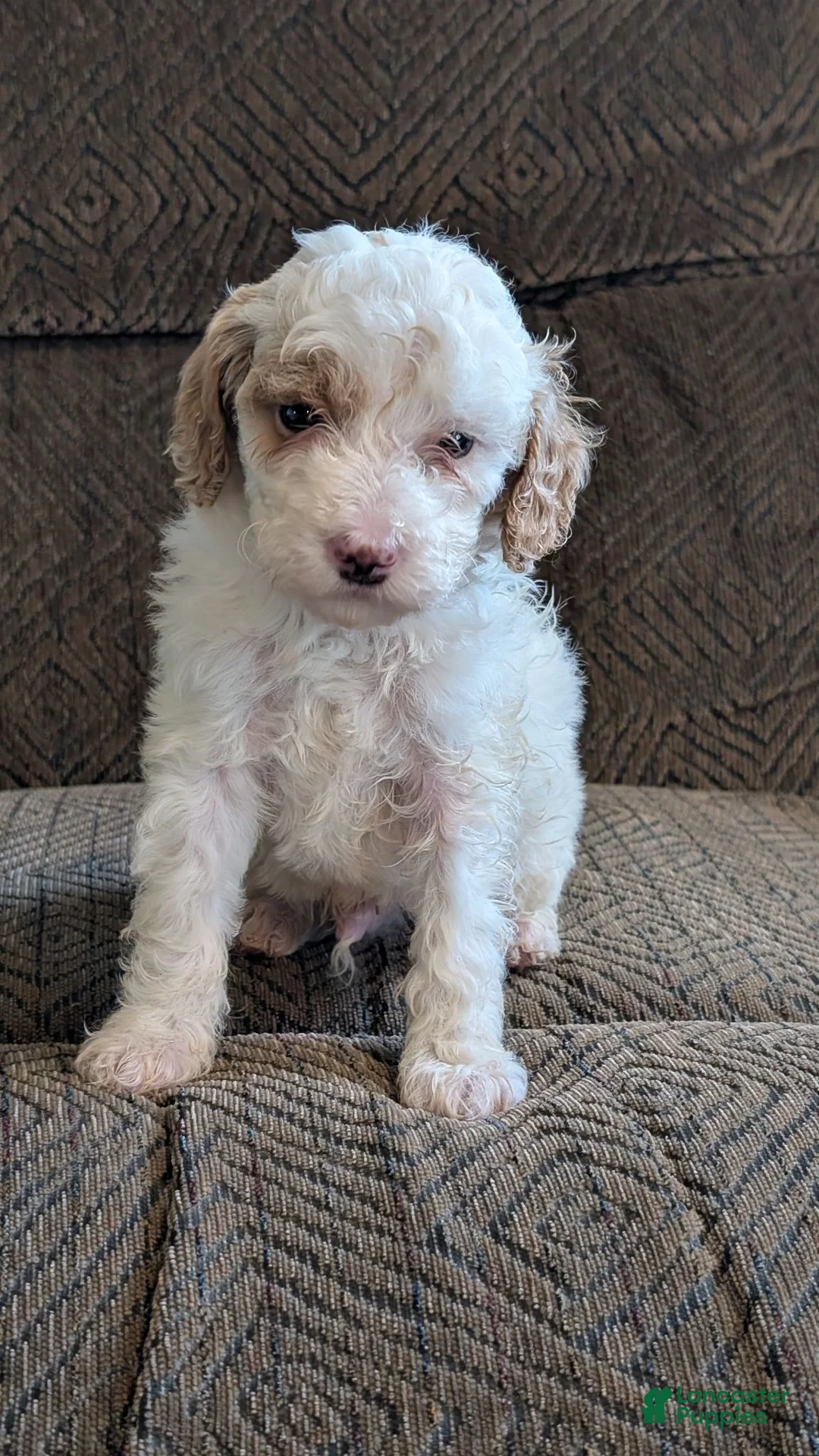 Miniature Poodle dogs for sale: Koona - Ad 1