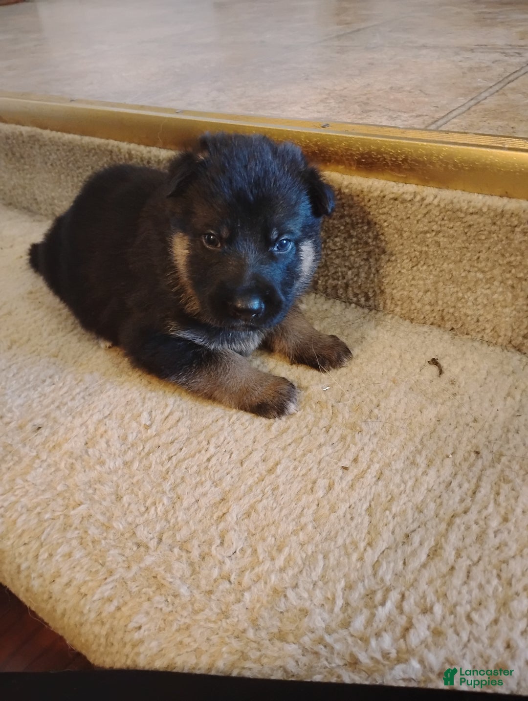 German Shepherd dogs for sale: German Shepherd Puppy 3 - Ad 10