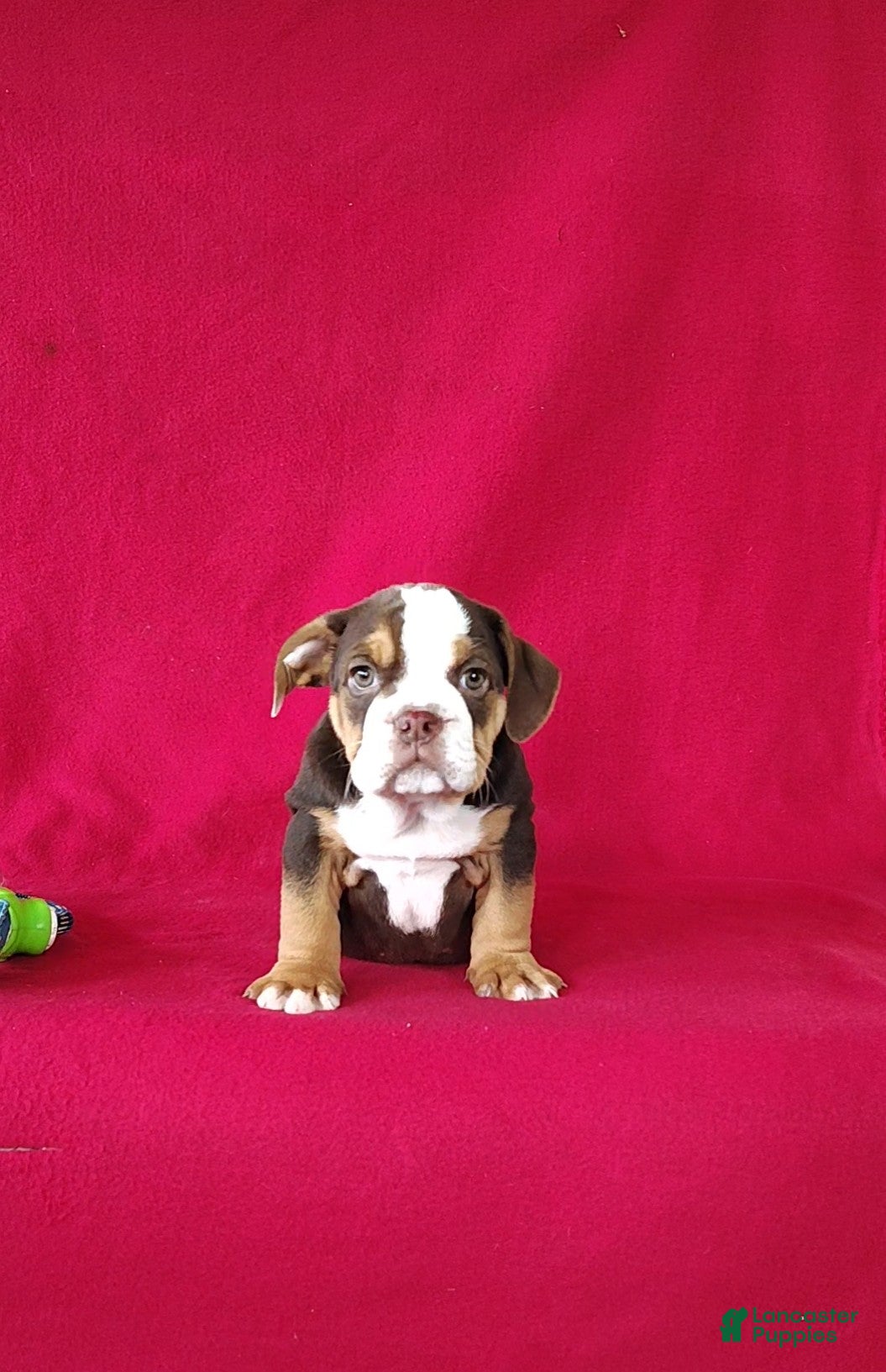 Beabull dogs Silas - Ad 2