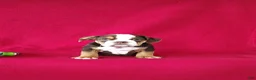 Beabull dogs for sale: Silas - Ad 2