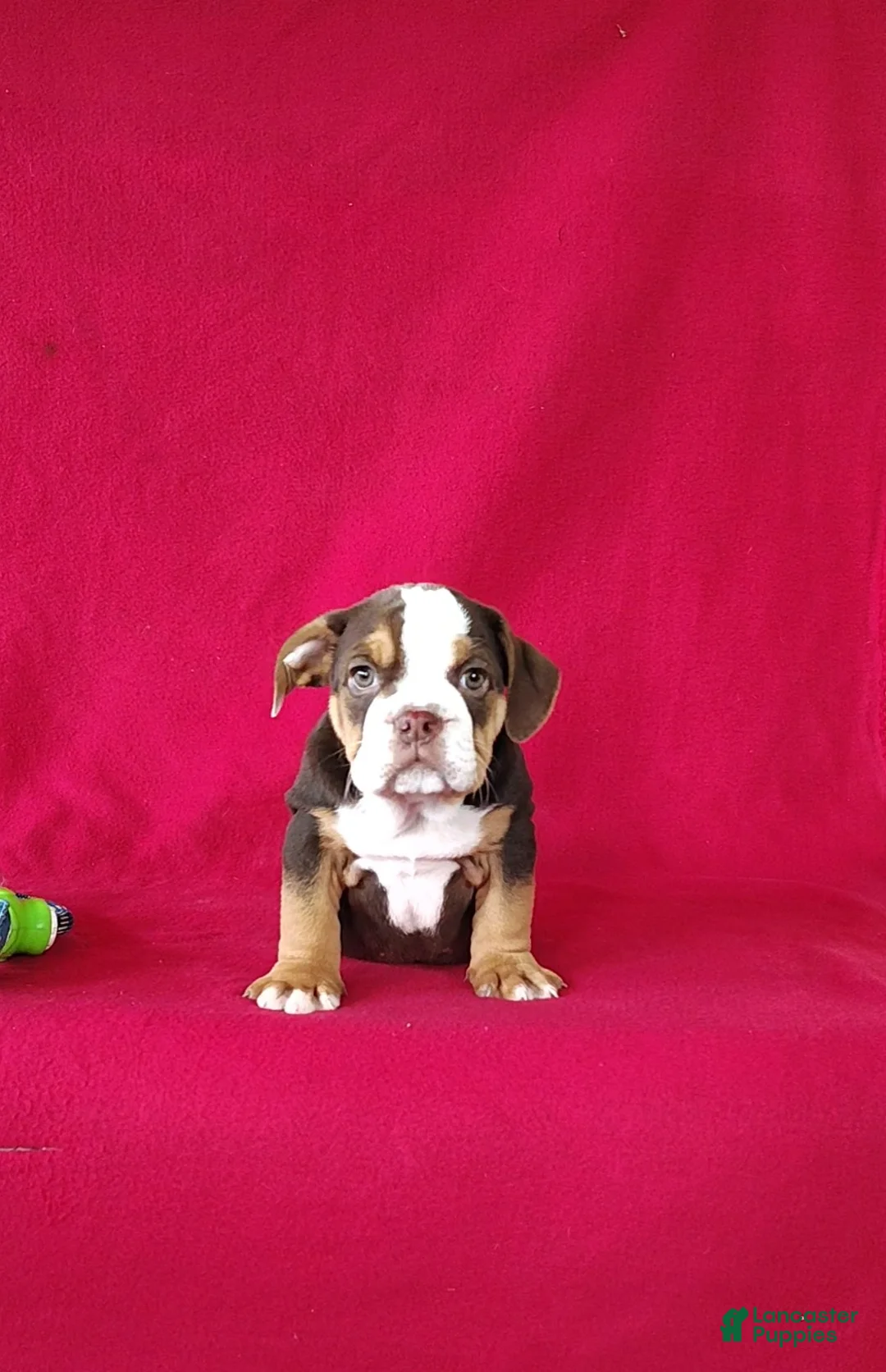 Beabull dogs for sale: Silas - Ad 2