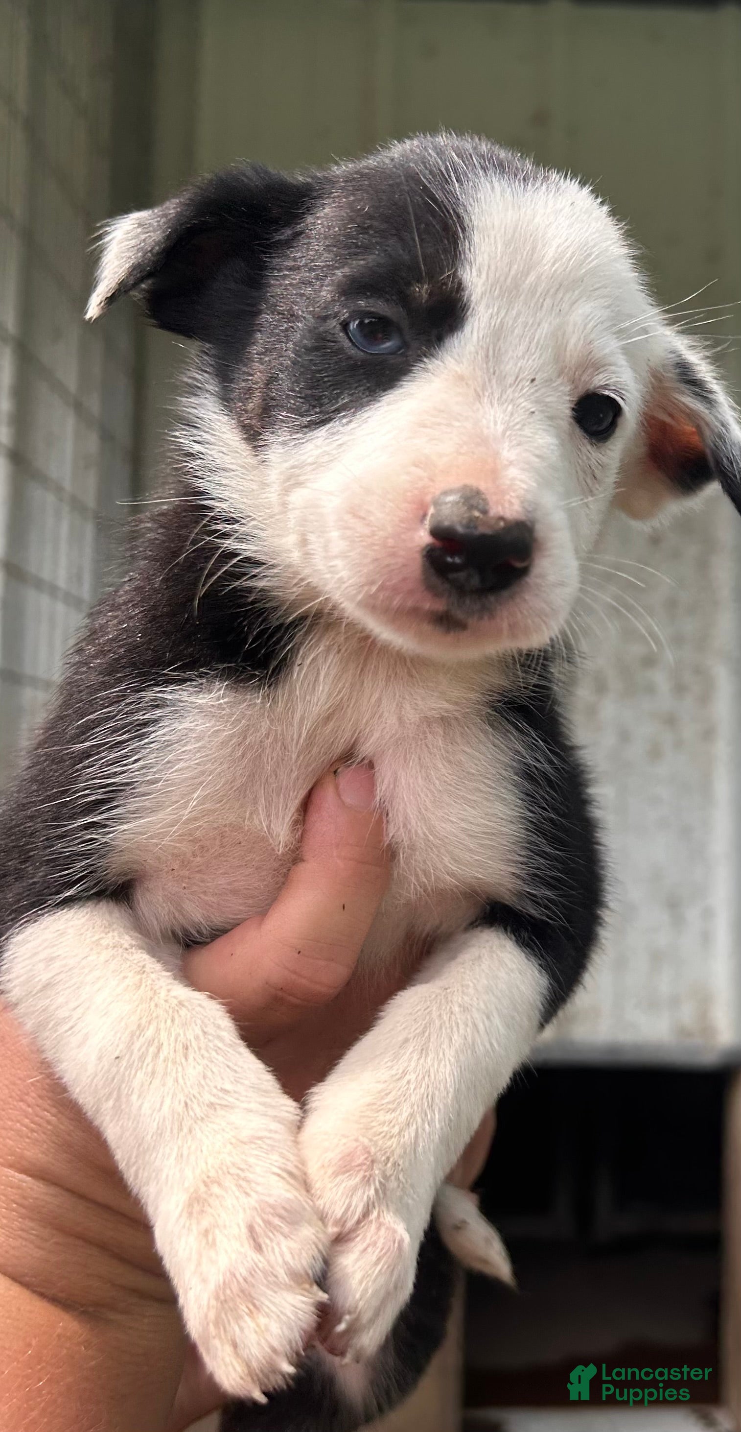 Border Collie dogs Border Collie 5 - Ad 38