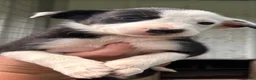 Border Collie dogs for sale: Border Collie 5 - Ad 1