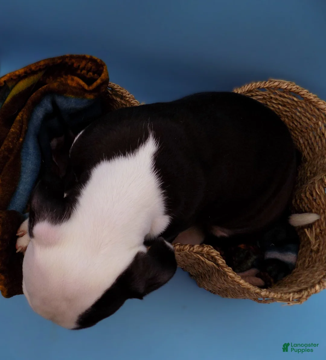 Mixed Breed dogs for sale: Nipper - Ad 11