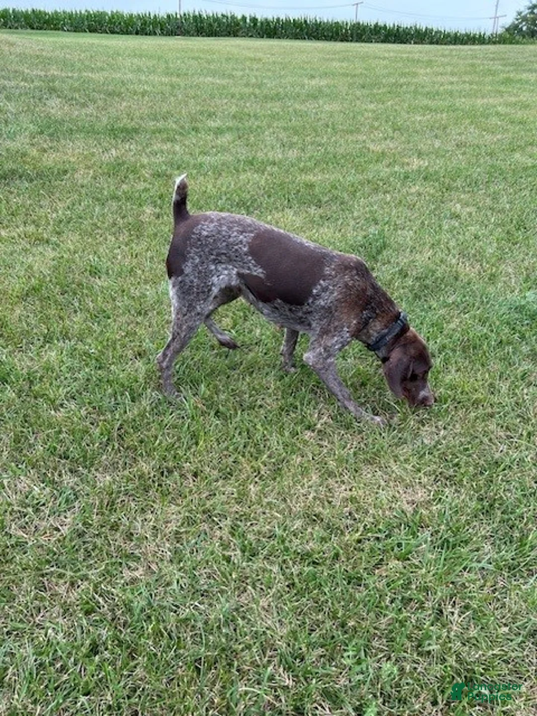 German Shorthaired Pointer dogs for sale: Honey - Ad 3