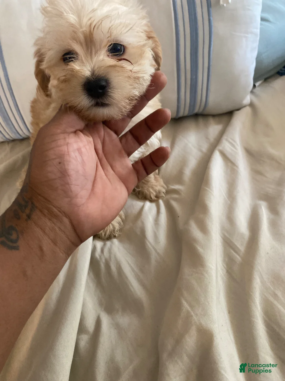 Maltipoo dogs for sale: Maltipoo Puppy 2 - Ad 3
