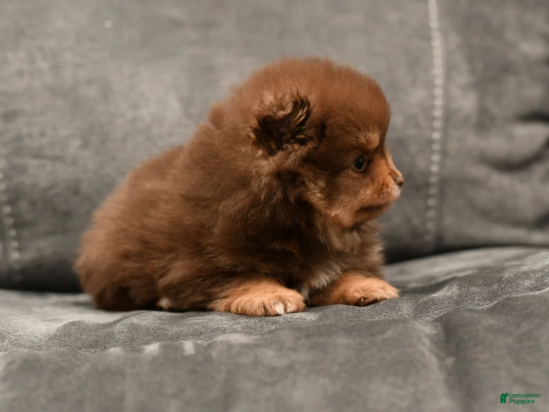 Pomeranian dogs for sale: Patrick  - Ad 4