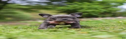 French Bulldog dogs for sale: Darla - Ad 11