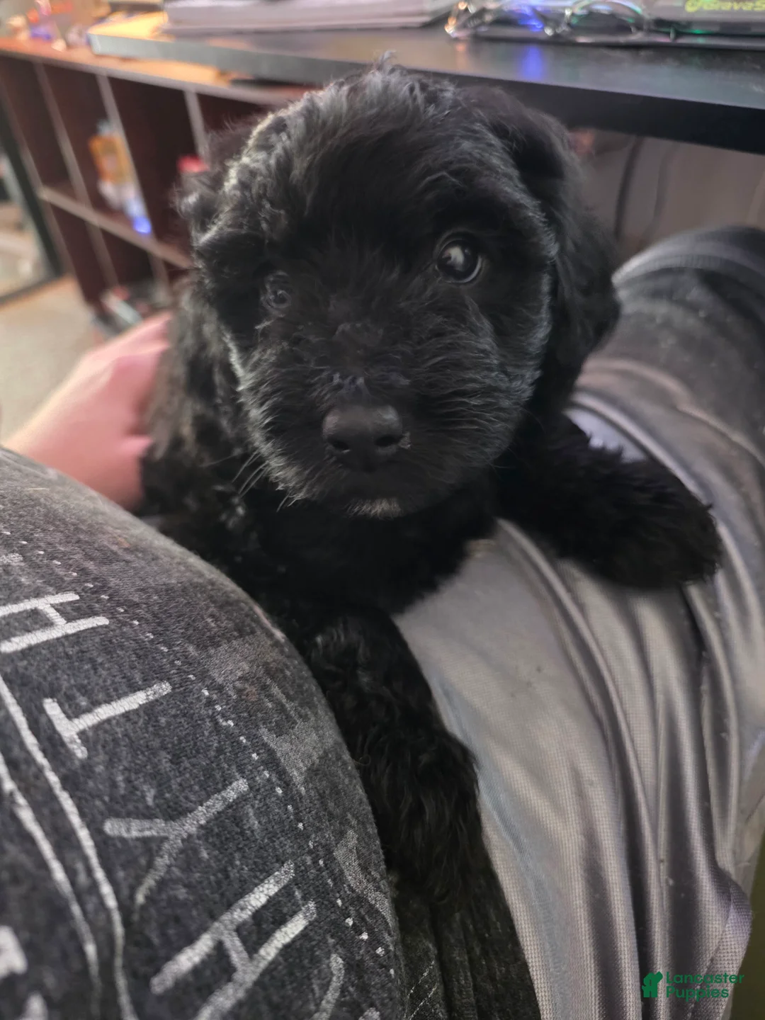 Mixed Breed dogs for sale: Cher - Ad 2