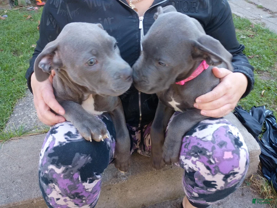 Mixed Breed dogs for sale: Kano - Ad 5