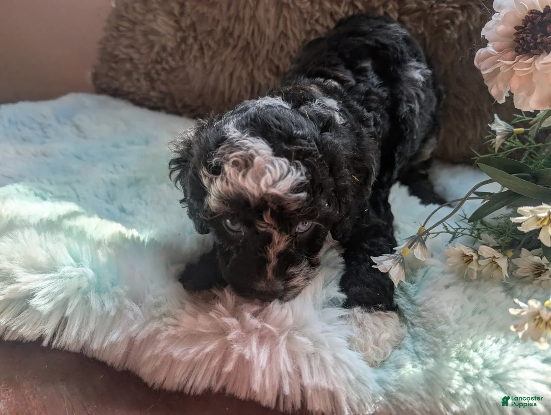 Labradoodle dogs for sale: Labradoodle 2 - Ad 2