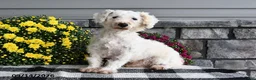 Yorkiepoo dogs for sale: Amber - Ad 7