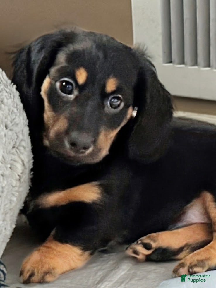 Dachshund dogs Gretchen - Ad 2
