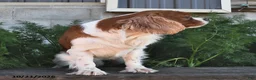 Mixed Breed dogs for sale: Bailey  - Ad 7