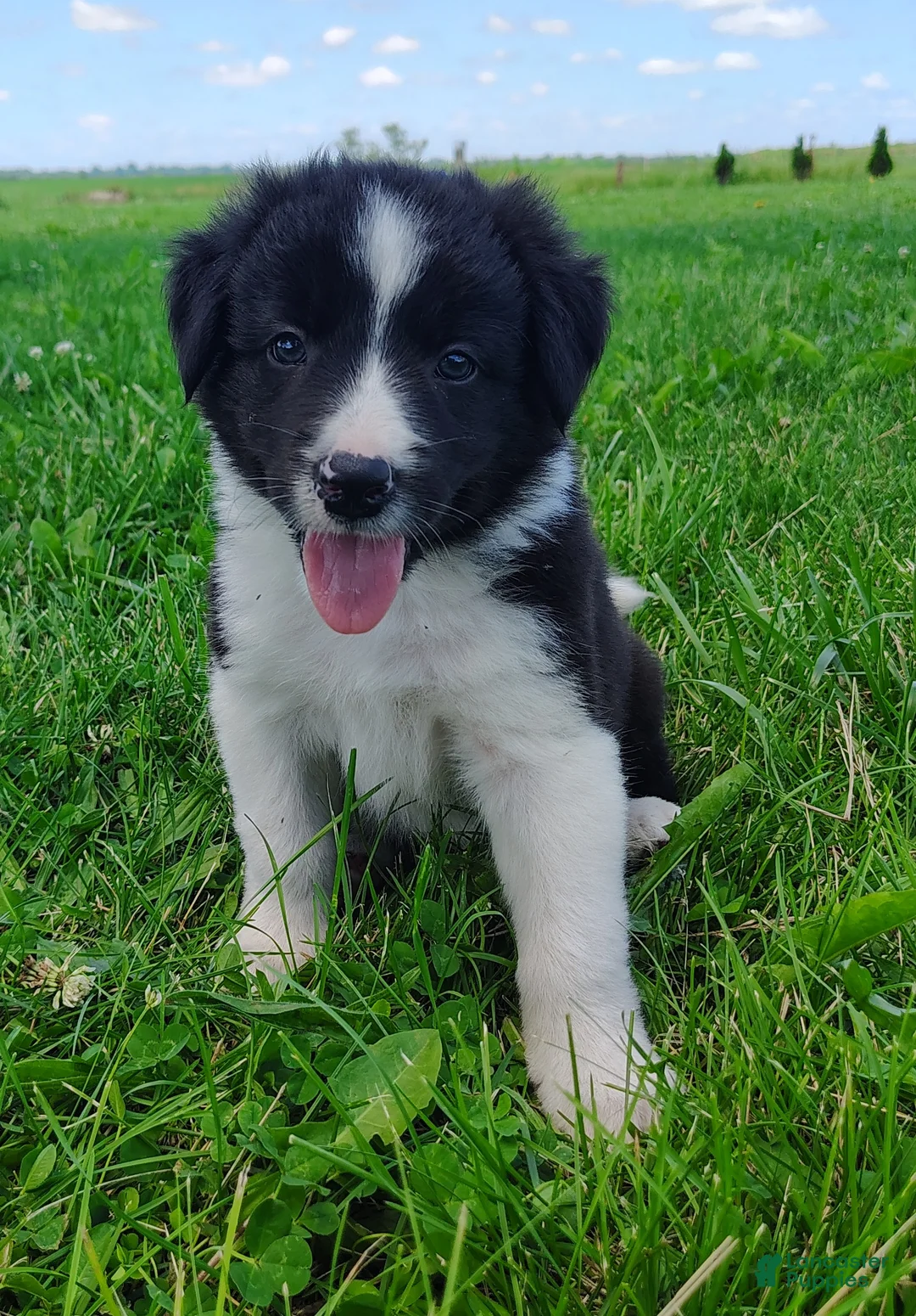 Border Collie dogs for sale: Finnley  - Ad 2