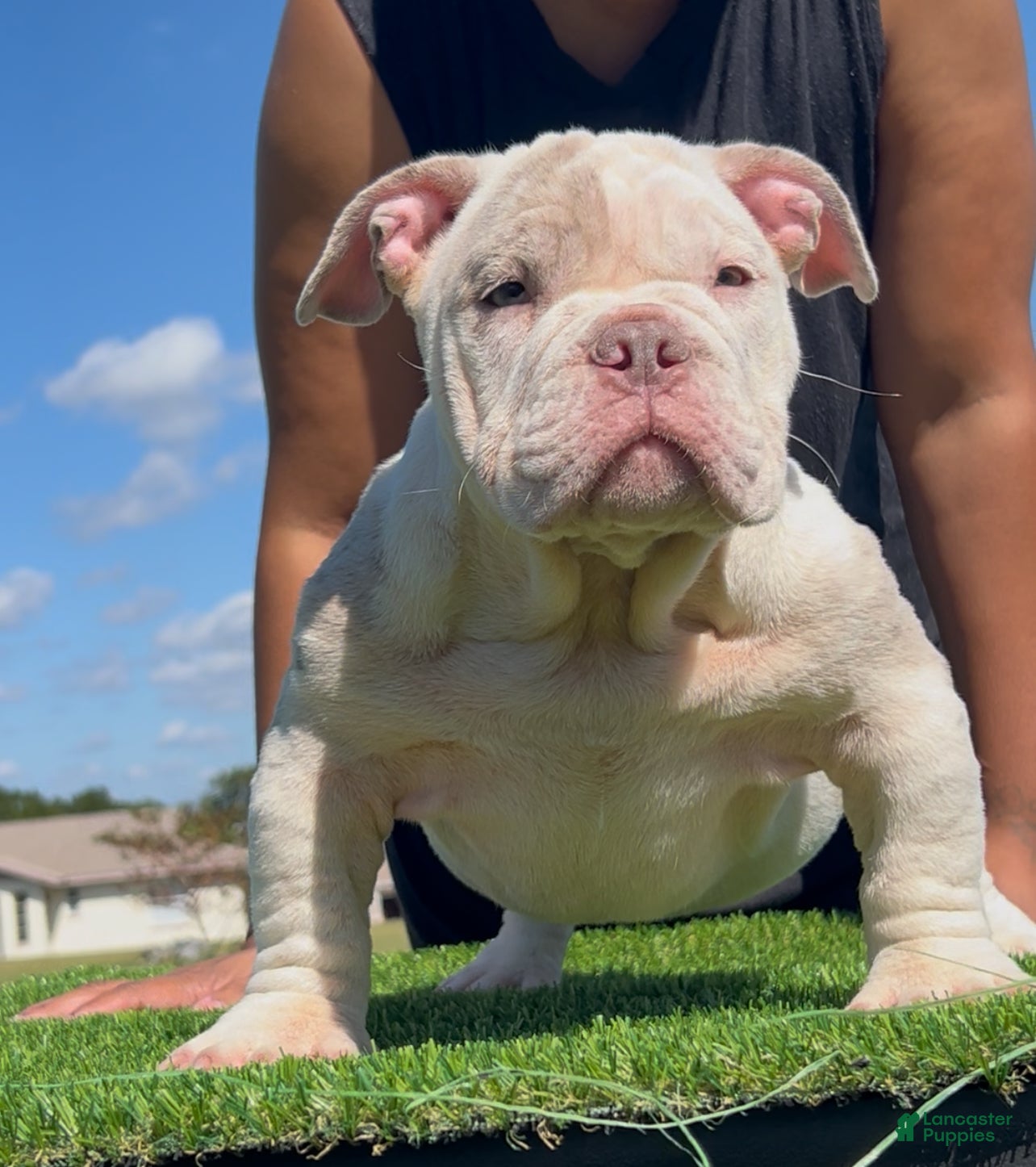 American Bully dogs American Bully Puppy 2 - Ad 1