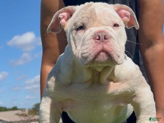 American Bully dogs American Bully Puppy 2 - Ad 36