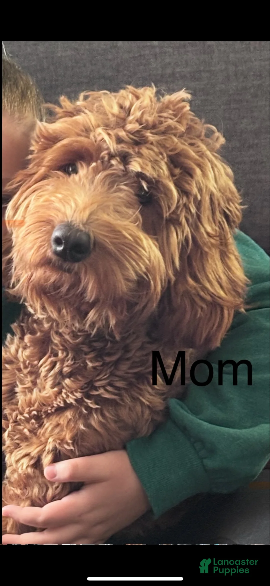 Mini Goldendoodle dogs for sale: Lime - Ad 2