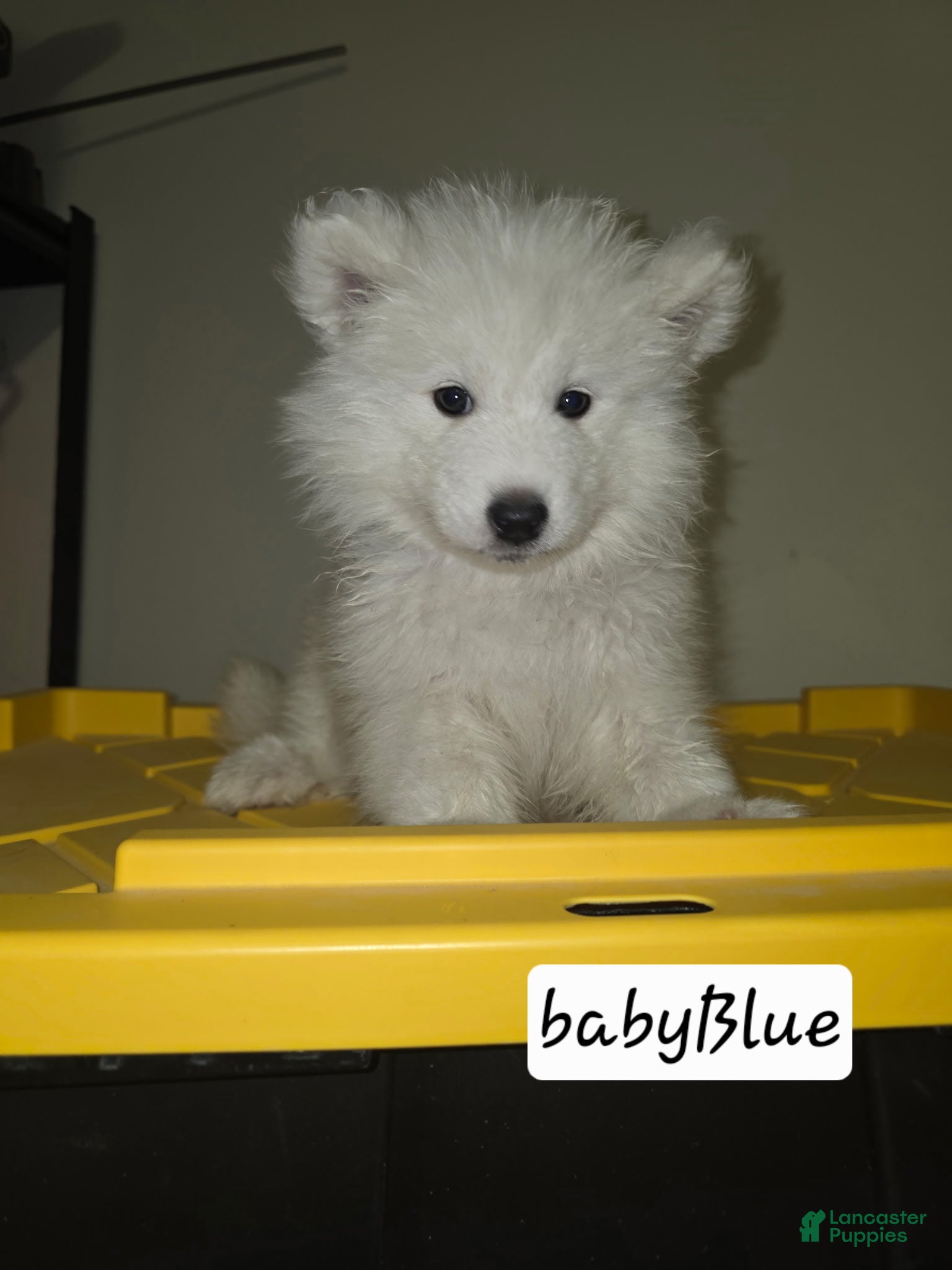 Samoyed dogs Samoyed 1 - Ad 11