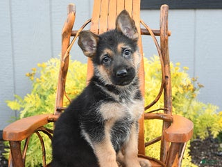 German Shepherd dogs - Ad 21