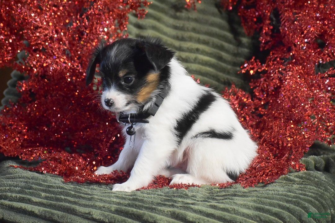 Papillon dogs for sale: Boston - Ad 2