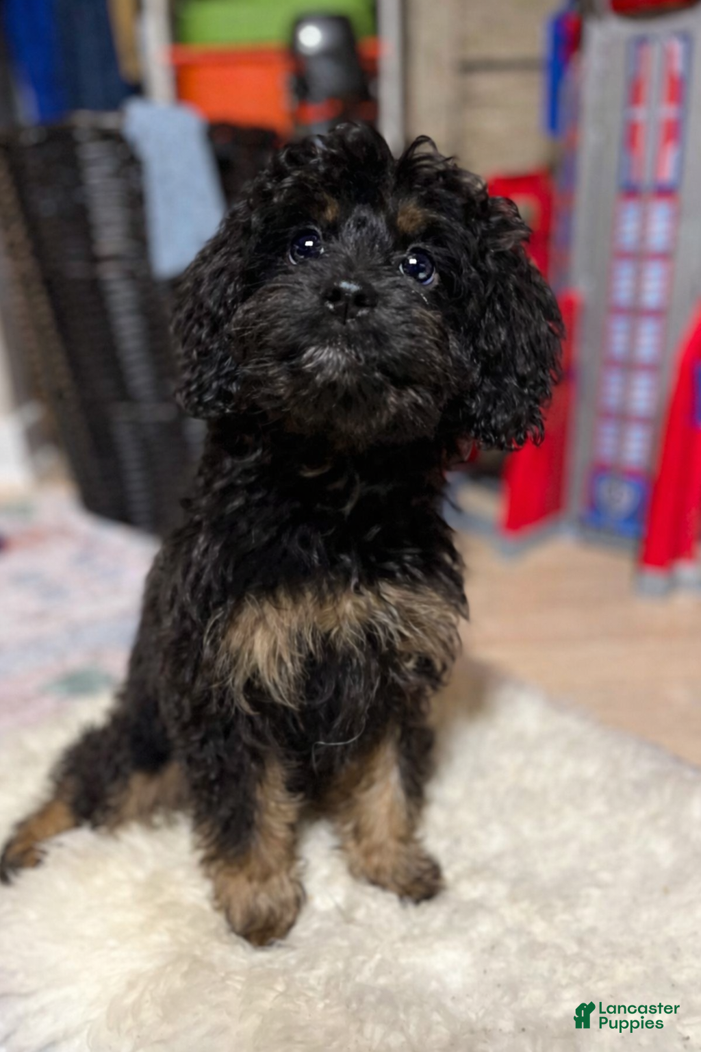 Cavapoo dogs Regina - Ad 25