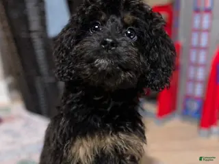 Cavapoo dogs Regina - Ad 12