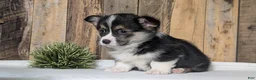 Welsh Corgi Pembroke dogs for sale: Nash - Ad 5