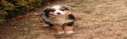 Bernedoodle dogs for sale: Penelope - Ad 5