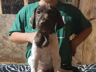 German Shorthaired Pointer dogs German Shorthaired Pointer Puppy 1 - Ad 16