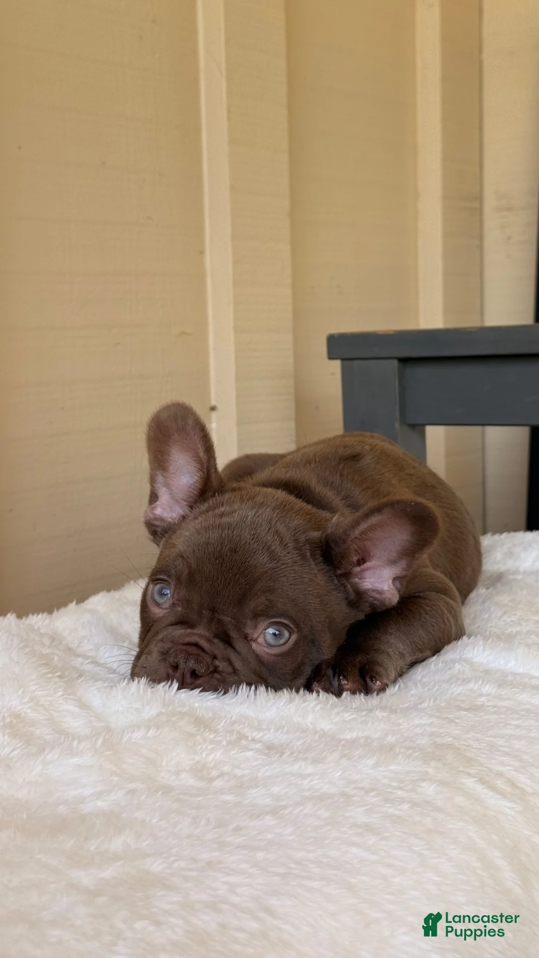 French Bulldog dogs for sale: French Bulldog 1 - Ad 9