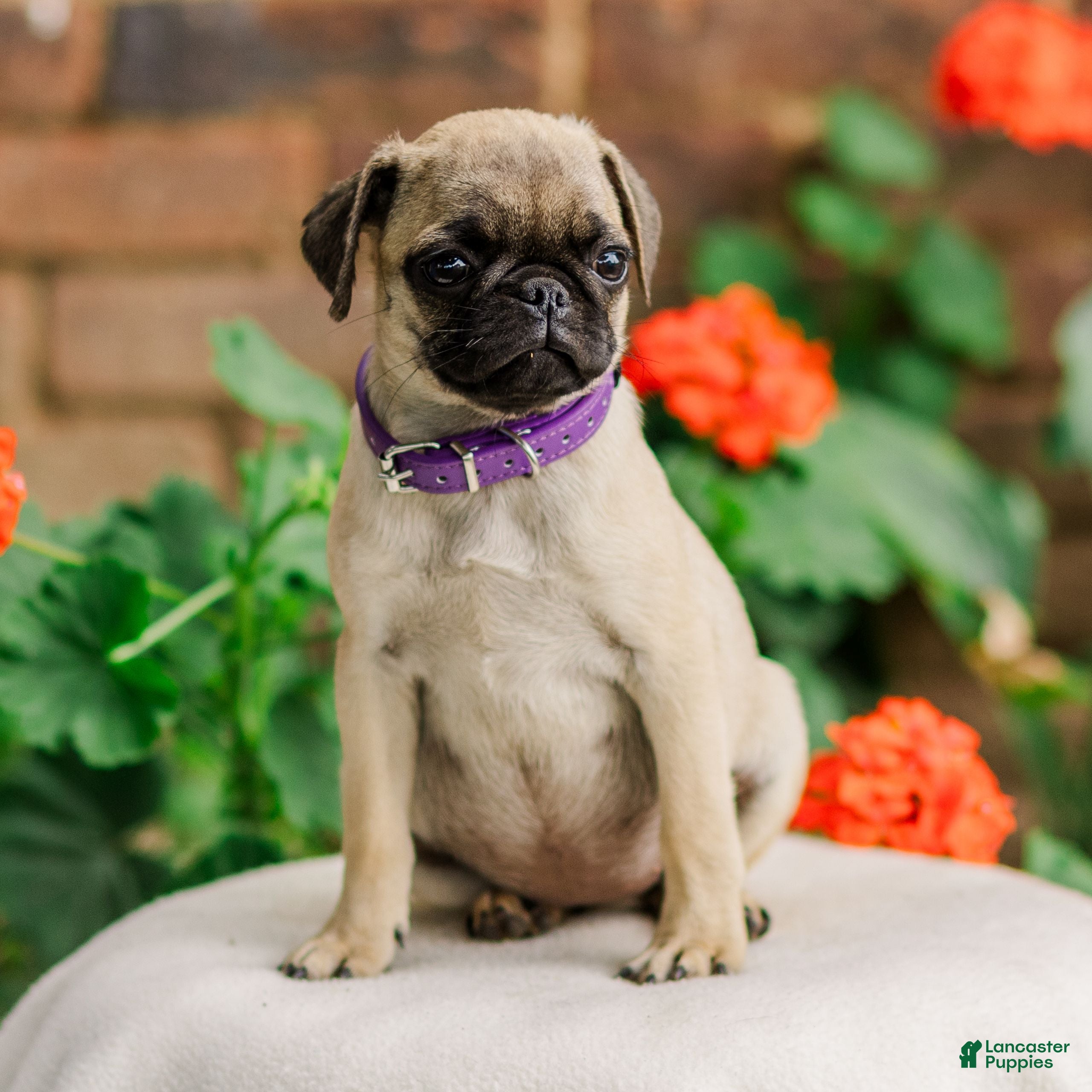 Pug dogs Sunny  - Ad 2