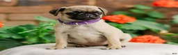 Pug dogs for sale: Sunny  - Ad 2