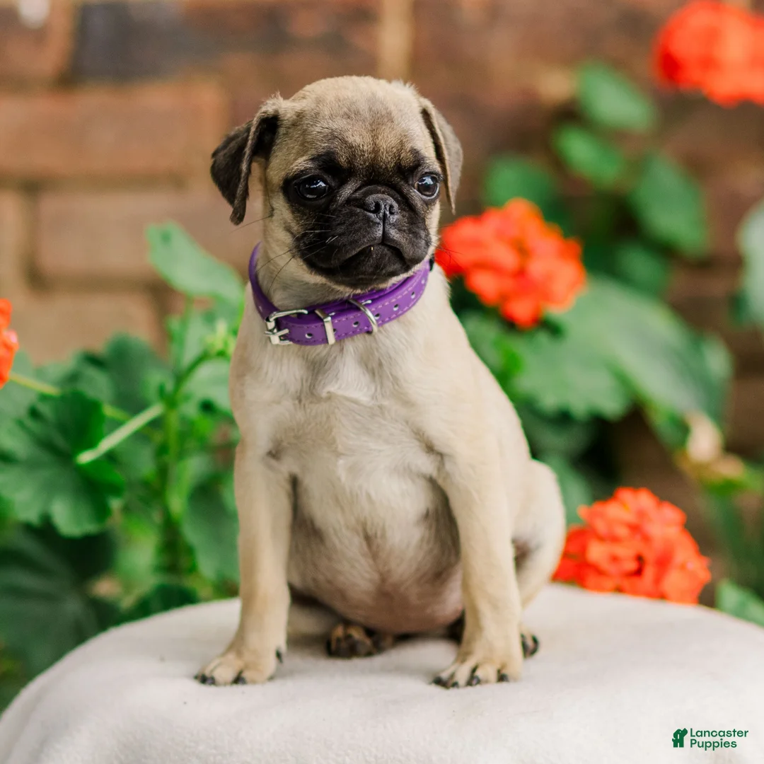 Pug dogs for sale: Sunny  - Ad 2
