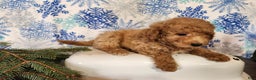 Mini Goldendoodle dogs for sale: Nash - Ad 6