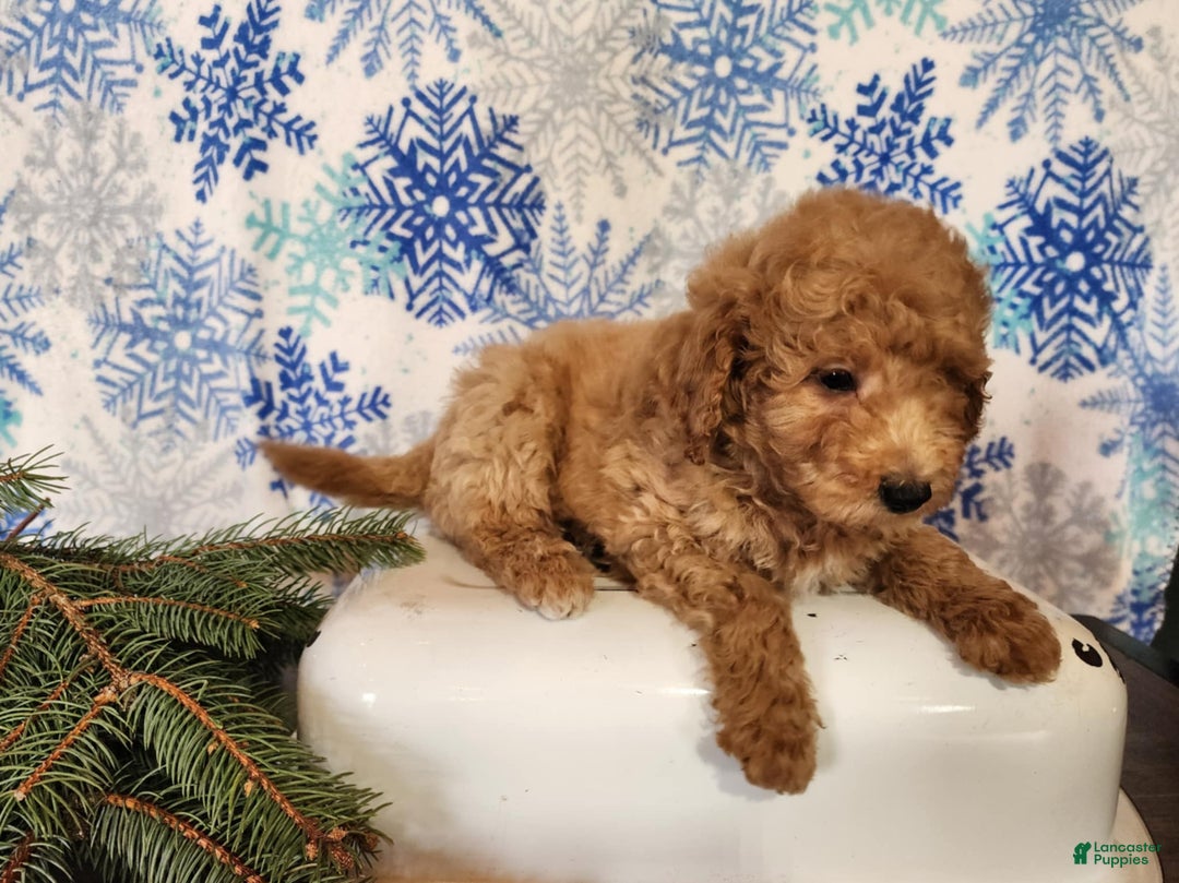 Mini Goldendoodle dogs for sale: Nash - Ad 6