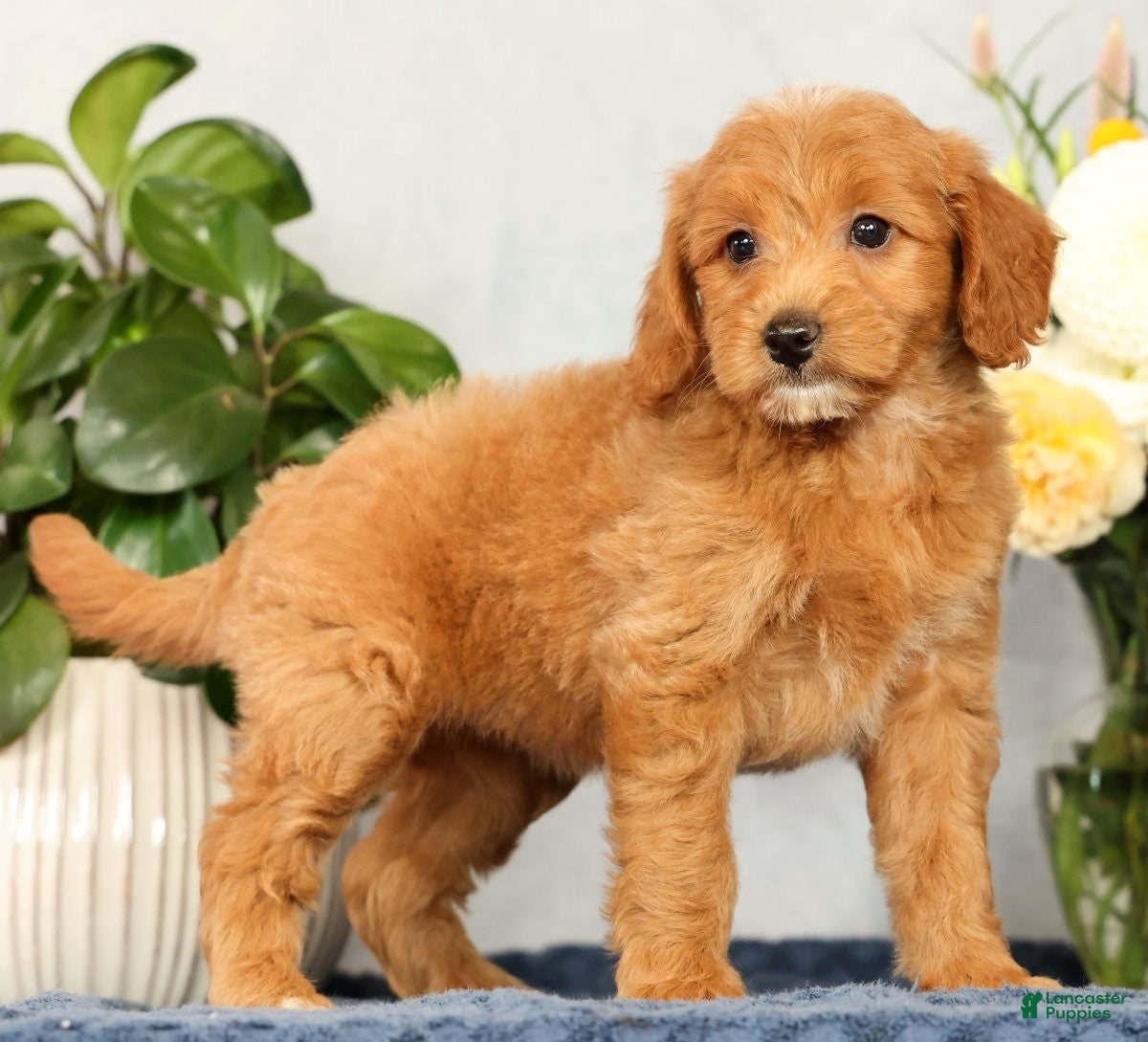 Mini Goldendoodle dogs Ophelia - Ad 1
