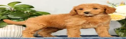 Mini Goldendoodle dogs for sale: Ophelia - Ad 1