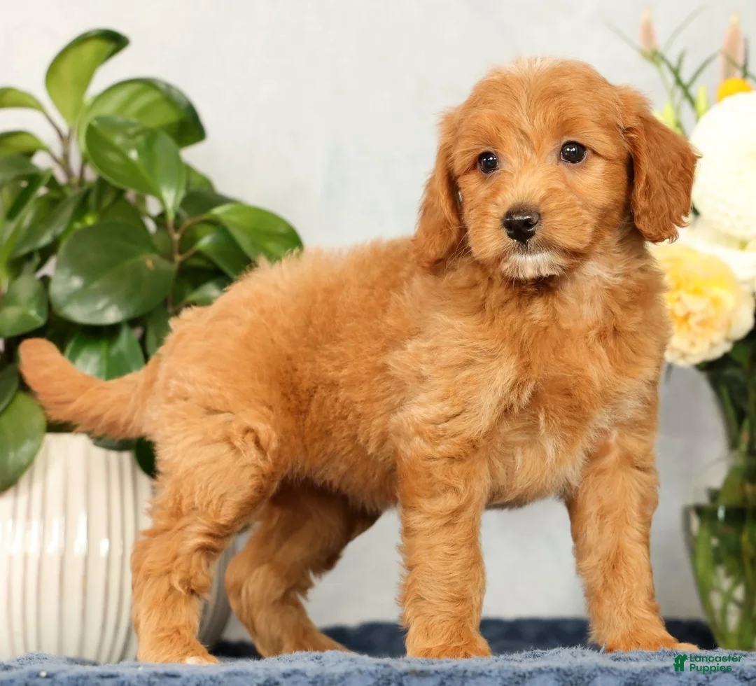 Mini Goldendoodle dogs for sale: Ophelia - Ad 1