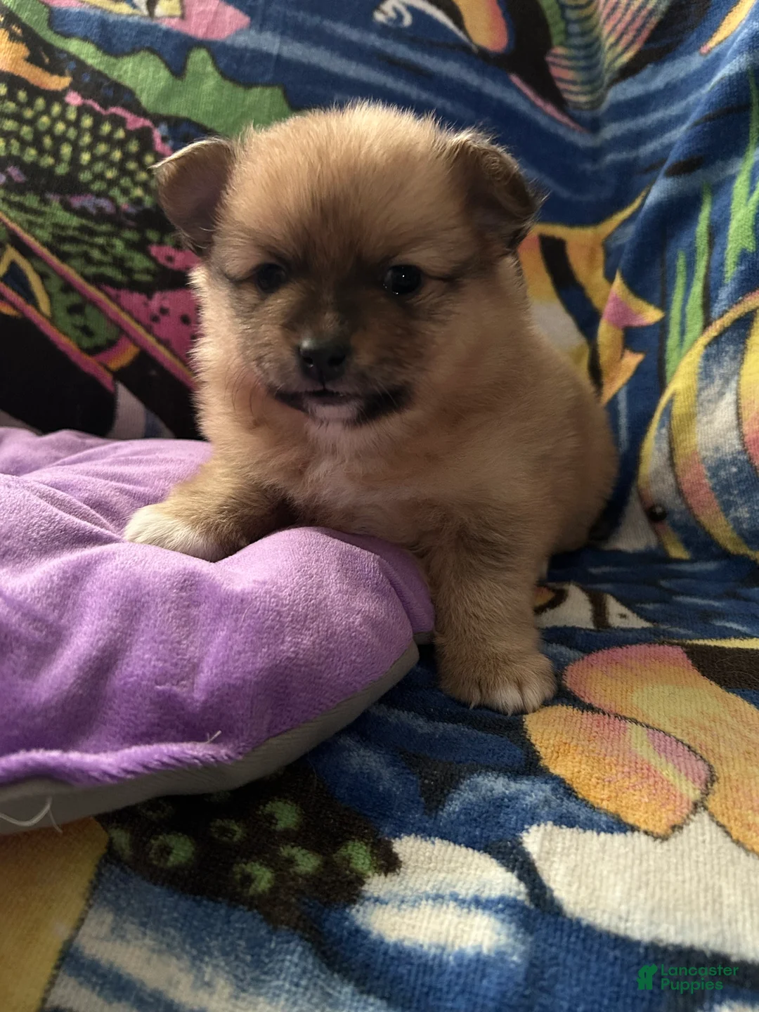 Pomeranian dogs for sale: Pomeranian Puppy 3 - Ad 1