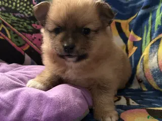 Pomeranian dogs for sale: Pomeranian Puppy 3 - Ad 3