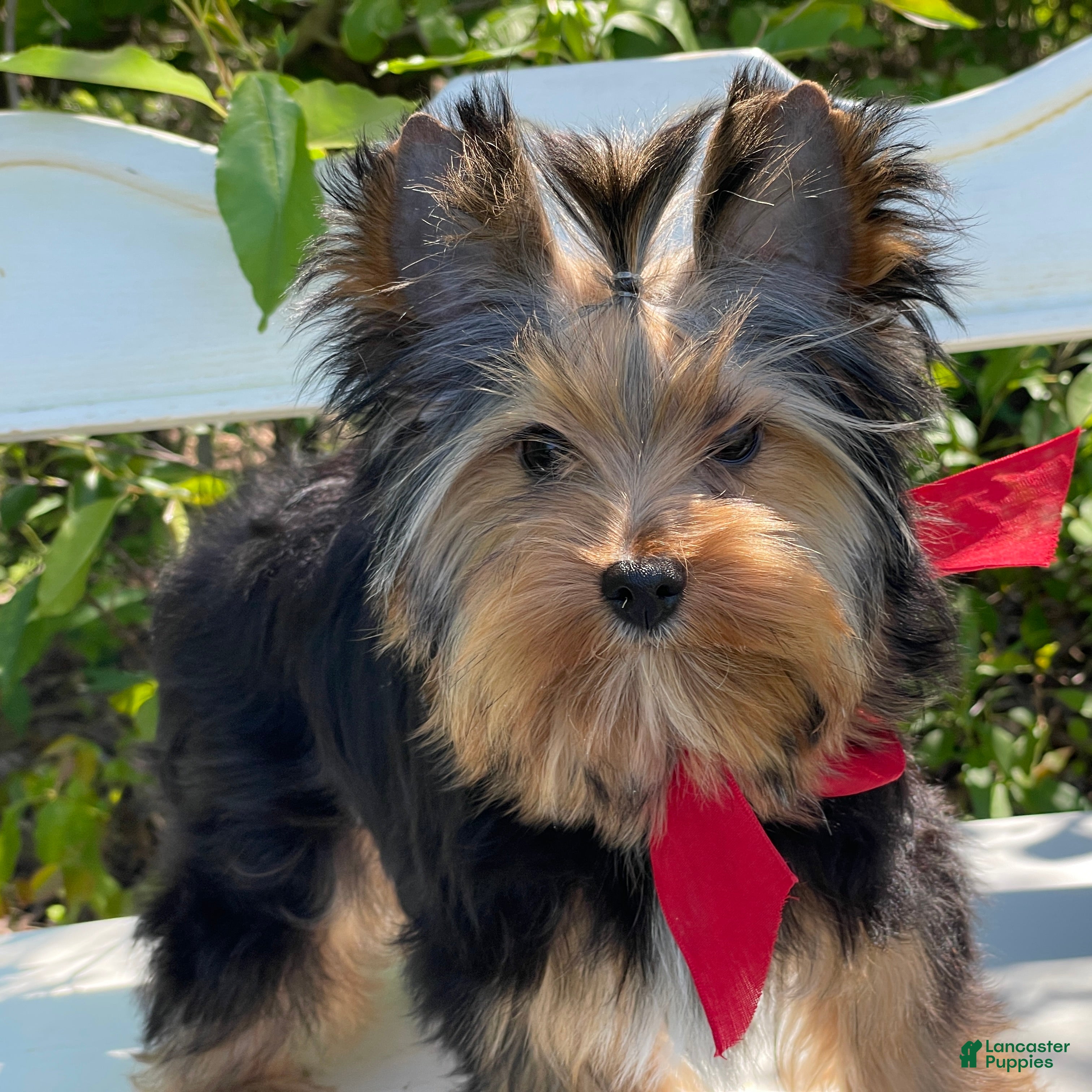 Yorkshire Terrier dogs Frisby - Ad 1