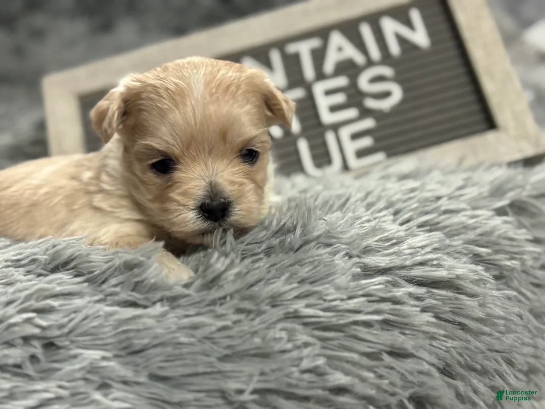 Maltipoo dogs for sale: Tiny BLUE - Ad 1