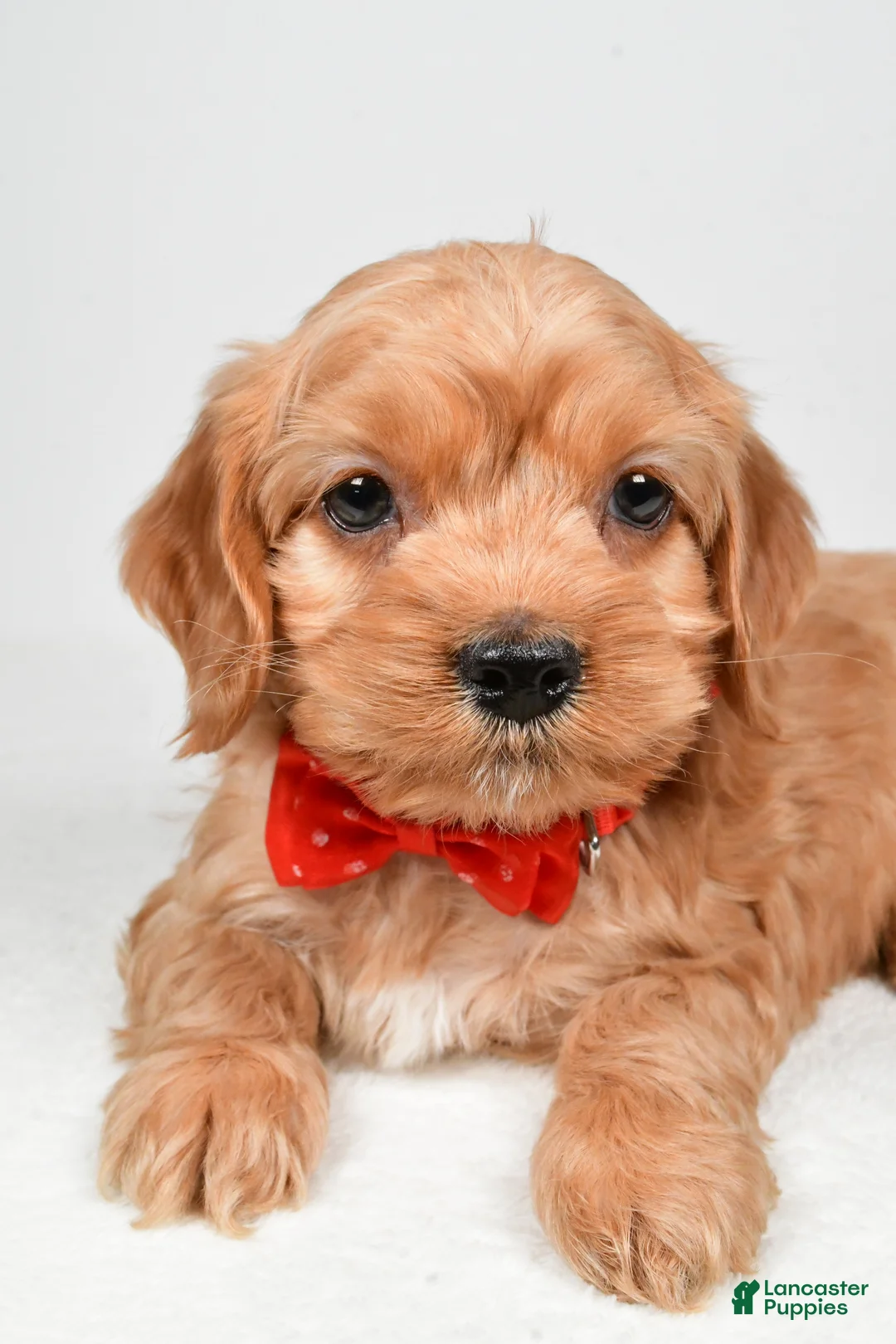 Cockapoo dogs for sale: Patrick - Ad 5