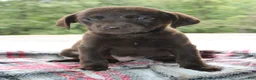 Labrador Retriever dogs for sale: Axel - Ad 2