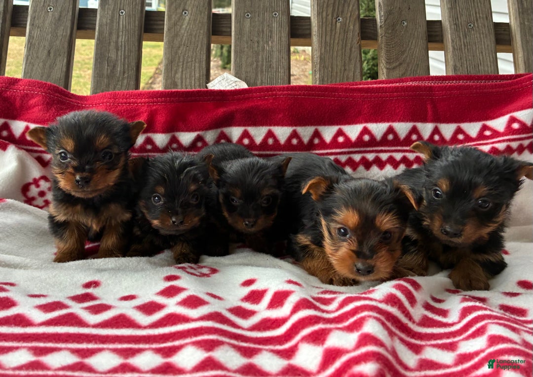 Yorkshire Terrier dogs for sale: Sky - Ad 9