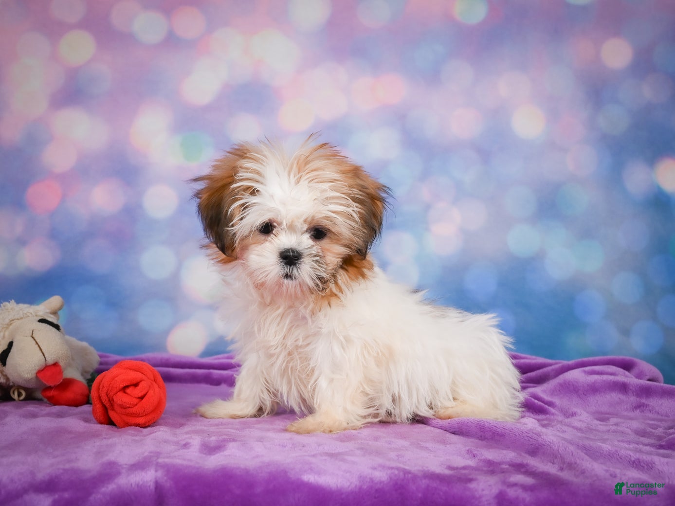 Shih Tzu dogs Bella - Ad 2