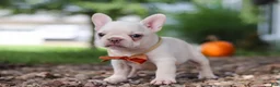 French Bulldog dogs for sale: Eden - Ad 5