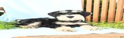 Schnauzer dogs for sale: Kirk - Ad 4