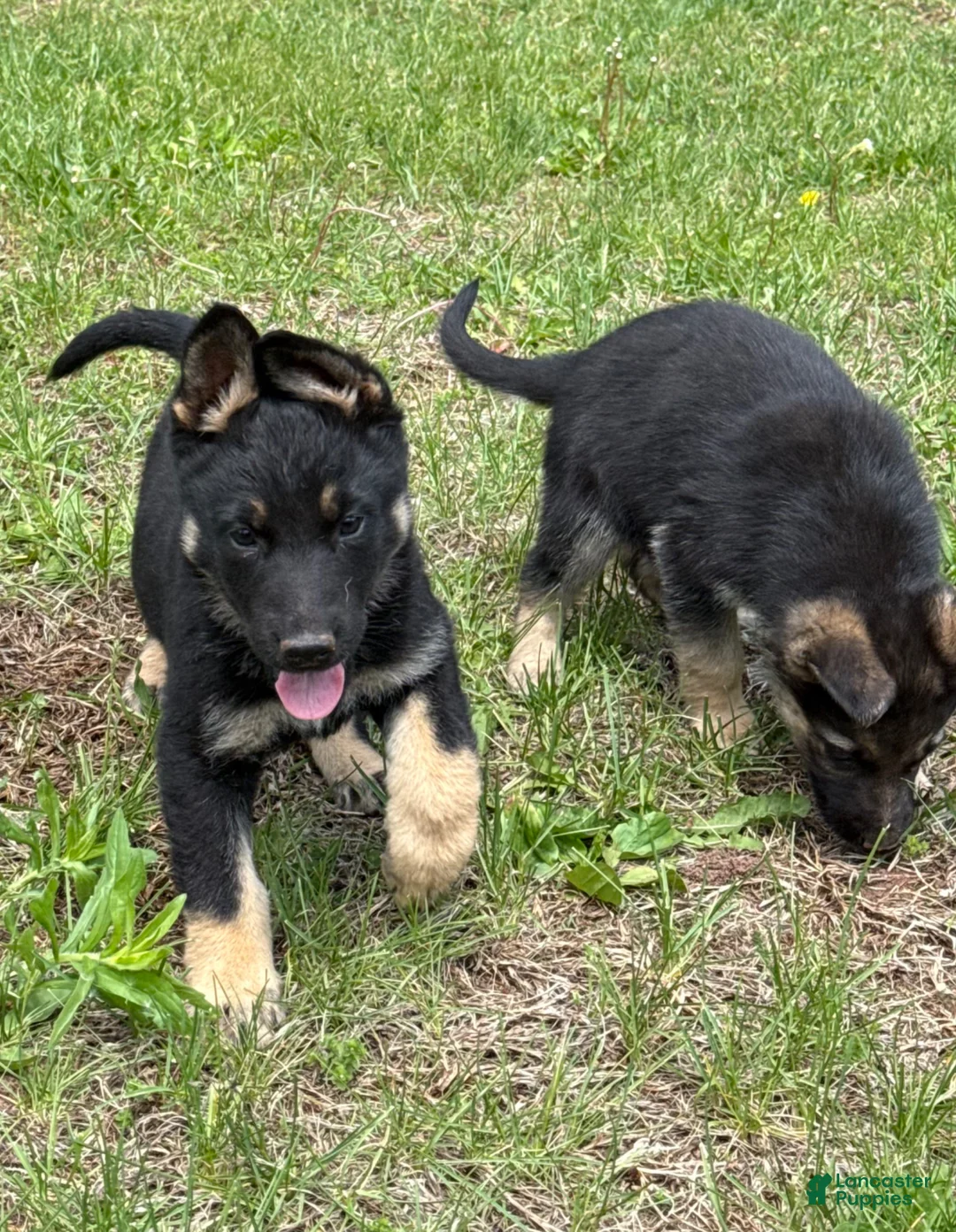 German Shepherd dogs for sale: German Shepherd Puppy 6 - Ad 1
